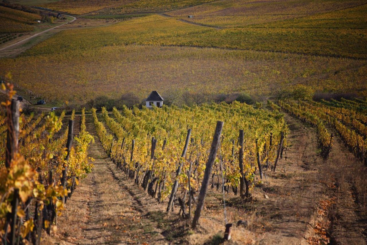 Antaloczy Winery&apartments Appartement Tokaj
